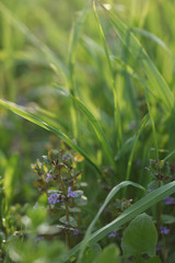 Душистые луговые цветы в траве