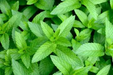 Mint leaves.Mint leaves.Mint leaves background.peppermint.leaves