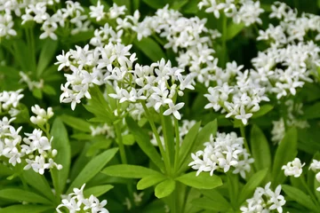  Waldmeister (Galium odoratum) - Blüte © fotomarekka
