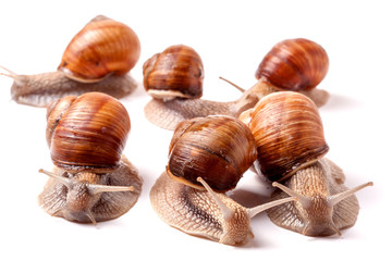 some snails crawling on a white background closeup