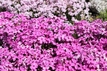 Phlox subulata.