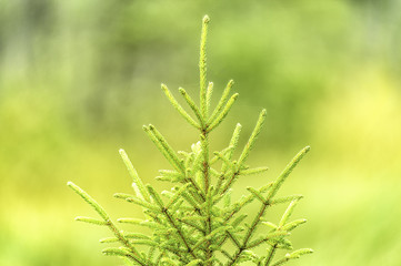 Forest detail in Algonquin Park Ontario