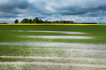 Field after rain.