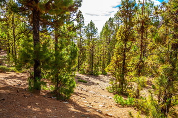Canarian pines, pinus canariensis in the Corona Forestal Nature