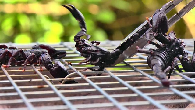 Thailand exotic food - grilled scorpions