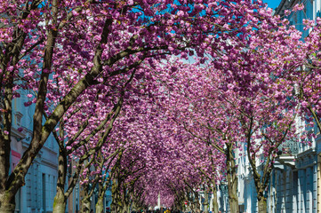 Kirschblüte in der Bonner Altstadt; Deutschland