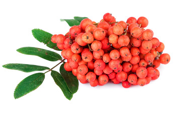 red rowan berry with leaves on white