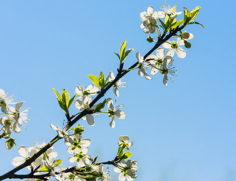 Flowering plum branch against the blue sky