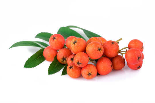 rowan berries with leaves on white background