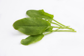 green sorrel