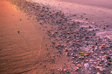 Muscheln am Strand