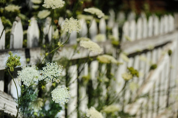 White Weeds against a White Wood Fence 