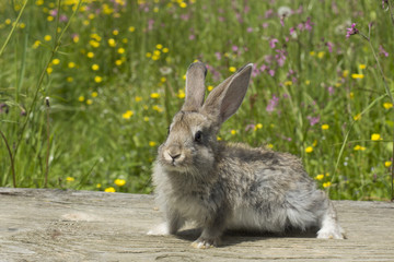 Rabbits . Beauty art design cute little Easter Bunny . Spring flowers and green grass.