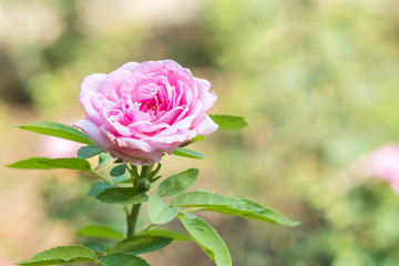 Closeup beautiful pink rose on blurred background