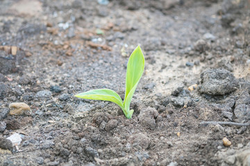 Closeup green sapling on soil background