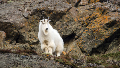 Fototapeta na wymiar Mountain Goat