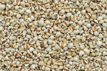Millet grains background