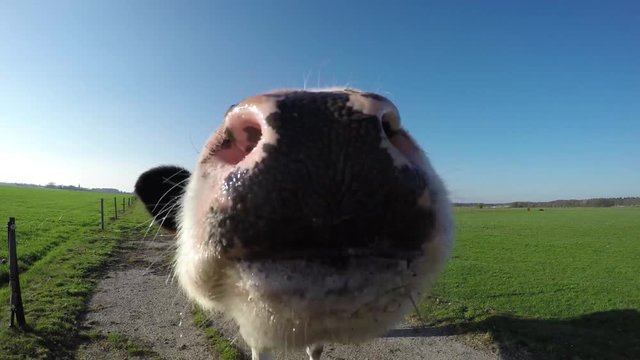 Curious young cute crazy black and white Holstein cow on concrete path smelling and licking camera on green grass field sunny crisp blue sky in background filmed by 4k high resolution quality camera