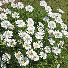 Schleifenblume, Iberis, Felsenbauernsenf