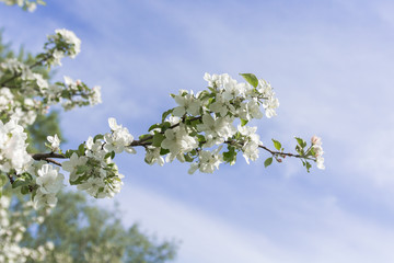 Appletree flowers at summer park