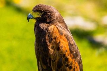Greifvogel