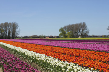 colorful tulips filed