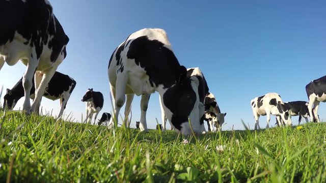 Black and white Holstein milk cows naturally eating and enjoying the green fresh grass low camera angle and a beautiful crisp blue sky friendly and clean clear natural environment 4k high resolution
