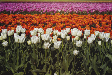 tulips color lines