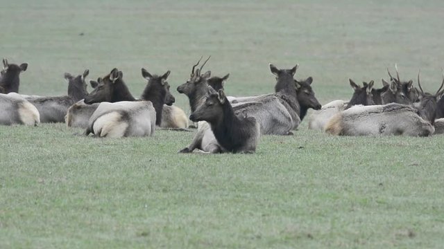 Spike Elks with Females