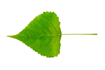 European aspen (Populus tremula) tree leaf isolated on a white background.