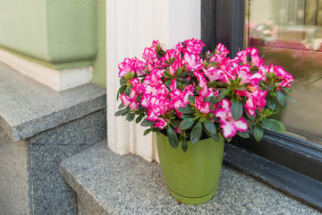 Fototapeta na wymiar Potted flowers of pink azalea. Street decoration with plants and flowers.