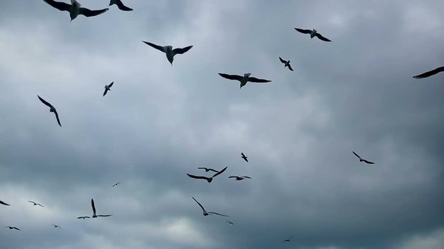 Seagulls flying over the gray sky
