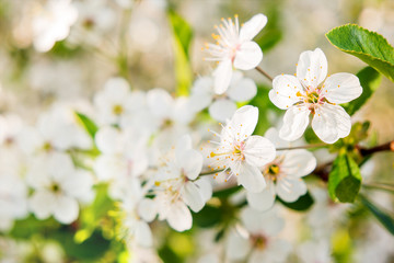 Natural spring background with cherry flowers. Selective soft focus