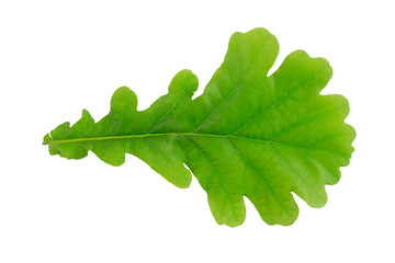 Quercus robur (English Oak) tree leaf isolated on a white background.