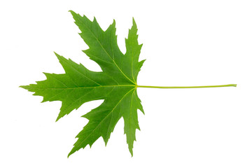 Silver maple (Acer saccharinum) leaf isolated on a white background.