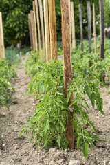 Fototapeta na wymiar Green tomato plant growing