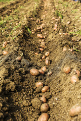 Fresh potatoes