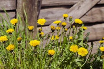blooming dandelions on wooden background