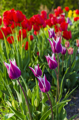  purple tulips closeup