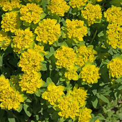 Warzen-Wolfsmilch, Euphorbiaceae