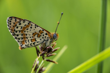 Farfalla colorata