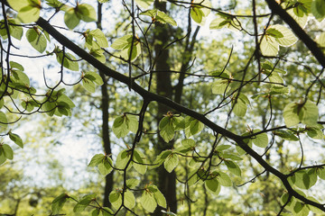 new beech tree leaves in spring