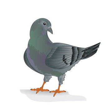 Carrier pigeon domestic breed sports bird vector illustration