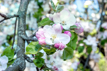 Apple blossom