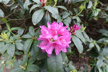 Rhododendron Bagshort Ruby