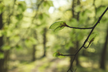 fresh green, new beech tree leaves in a forest