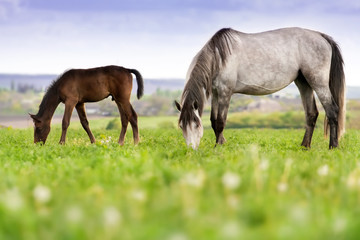 Fototapeta premium Mare with colt grazing on pasture