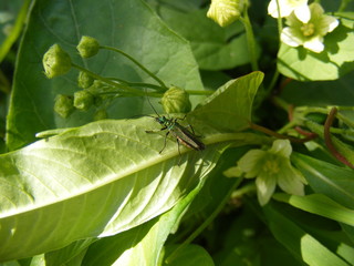Oedemera nobilis femmina