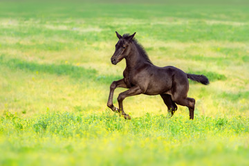 Black foal run gallop on spring pasture