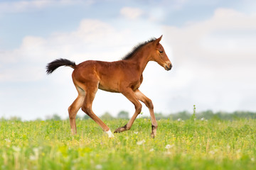 Bay foal run on spring pasture